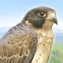 Brave Falcon